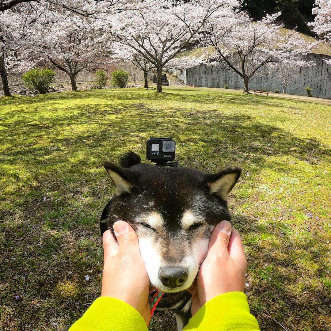 BlackRed shibasさんのインスタグラム写真 - (BlackRed shibasInstagram)「桜見て来た〜  lovely Nene! . . . #goprohero7black . @GoPro @GoProJP . . . @shiba.inu.life . #neneandmusashi2019 #GoPro #GoProJP #ゴープロ #hero7 #goprohero7 #goprohero7black #shiba #柴犬 #japan #gopropets #lovely #cute #goprodog #goproのある生活 #cherryblossoms #桜 #otvadventures #besomedoggy #doggo #goprodogsquad #gopropov #capturedifferent #柴犬ライフ #goprotw」4月2日 22時32分 - black_red_jp