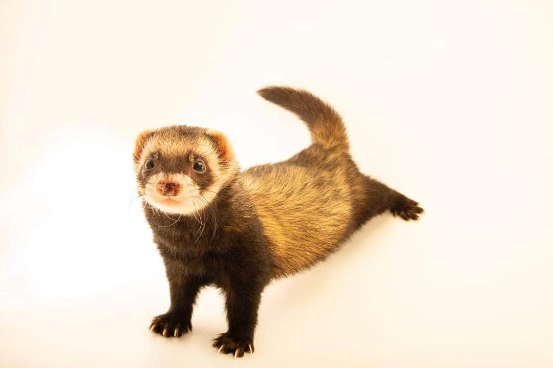 Joel Sartoreさんのインスタグラム写真 - (Joel SartoreInstagram)「It may be hard to believe that anything this cute could be disliked, but the European polecat wasn’t always a fan favorite. Before wire netting was created, this species was known as a fierce predator of poultry, so farmers felt that eliminating the polecat was the only way to protect their stock. This, in combination with their fur being desired for the fur trade led to this species being nearly wiped out in Britain by the end of the nineteenth century. Thankfully, there has been a change in attitude towards the polecat by farmers and foresters who now see this night-time hunter as a benefit thanks to its appetite for a variety of “pest” species like rodents and rabbits. Photo taken @moscow_zoo_official. #nationalferretday #polecat #photoark」4月2日 22時34分 - joelsartore