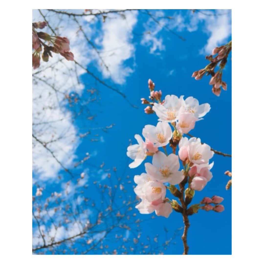 AIMIさんのインスタグラム写真 - (AIMIInstagram)「おこんばんみ🌸🌸🌸 ❤︎ ❤︎ だいすき、桜。また会えたね。 ❤︎ ❤︎ 【ラインライブ告知】 2019/4/4(木) 「ラインライブ...最終回...？」 19:00ごろ配信スタート！(30〜45min予定) ▶️ https://live.line.me/channels/39123  #AIMI#桜#代々木公園」4月2日 22時37分 - my_name_is_aimi