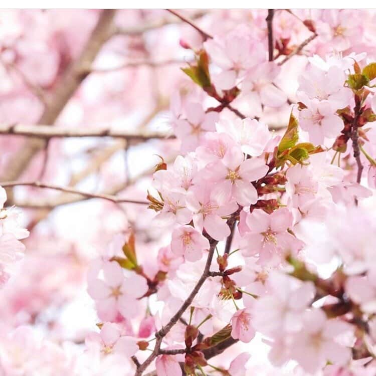 平有紀子さんのインスタグラム写真 - (平有紀子Instagram)「桜満開ですね🌸 . 名所の桜を見に行ったりはできていないんですが、近所にさくら通りや、桜並木のある神社があるので家族で歩いたりせんのお散歩のとき通るようにして桜を楽しんでます😊 . . そしてこの間はいつもの仲良しメンバーで育日 @ikuhiaoki のお誕生日を桜の見えるお店でお祝い🎂❤️ . もうすぐ出産予定の育日🍼 妊娠のこと聞いたときは本当に嬉しかった❤️ だいぶ大きくなってきた愛おしいお腹をなでなでさせてもらいました🥰 . いくひ親子にとってステキな一年になりますように🎉 おめでとーう💗 . . #お誕生日会 #誕生日会 #桜 #さくら #happy birthday #birthdayparty」4月2日 22時35分 - yukikotaira
