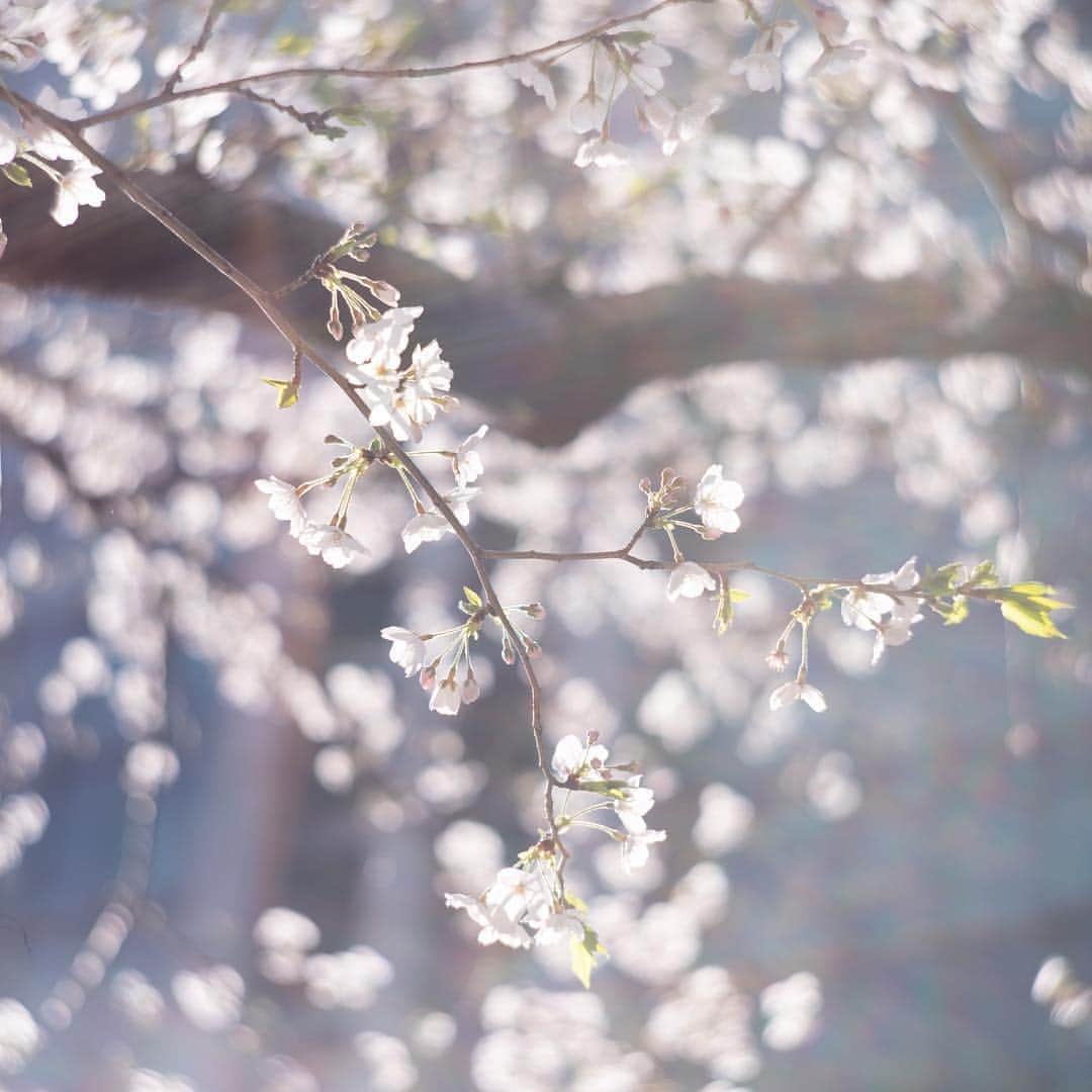 浅野真澄さんのインスタグラム写真 - (浅野真澄Instagram)「近所の桜たち。 オールドレンズの復刻版レンズだから、フレアがじゃんじゃん入る。晴れた日に写真を撮るのが楽しくなりそう！  #桜 #petzval85 #pt_life_」4月2日 22時46分 - asano.masumi