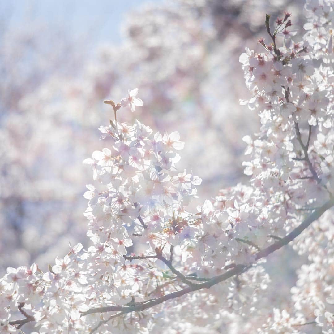 浅野真澄さんのインスタグラム写真 - (浅野真澄Instagram)「近所の桜たち。 オールドレンズの復刻版レンズだから、フレアがじゃんじゃん入る。晴れた日に写真を撮るのが楽しくなりそう！  #桜 #petzval85 #pt_life_」4月2日 22時46分 - asano.masumi