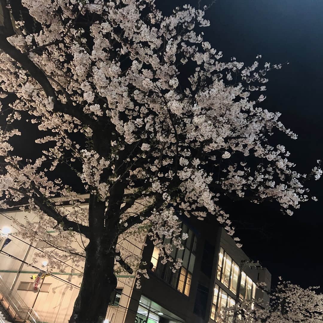 Kensho Onukiさんのインスタグラム写真 - (Kensho OnukiInstagram)「自由が丘南口遊歩道沿いにある桜並木。見事に満開❣️🌸😊道ゆく人が見上げて写真撮ってます。#夜桜 #大貫憲章夜散歩 #自由が丘南口」4月2日 22時39分 - kensho_onuki