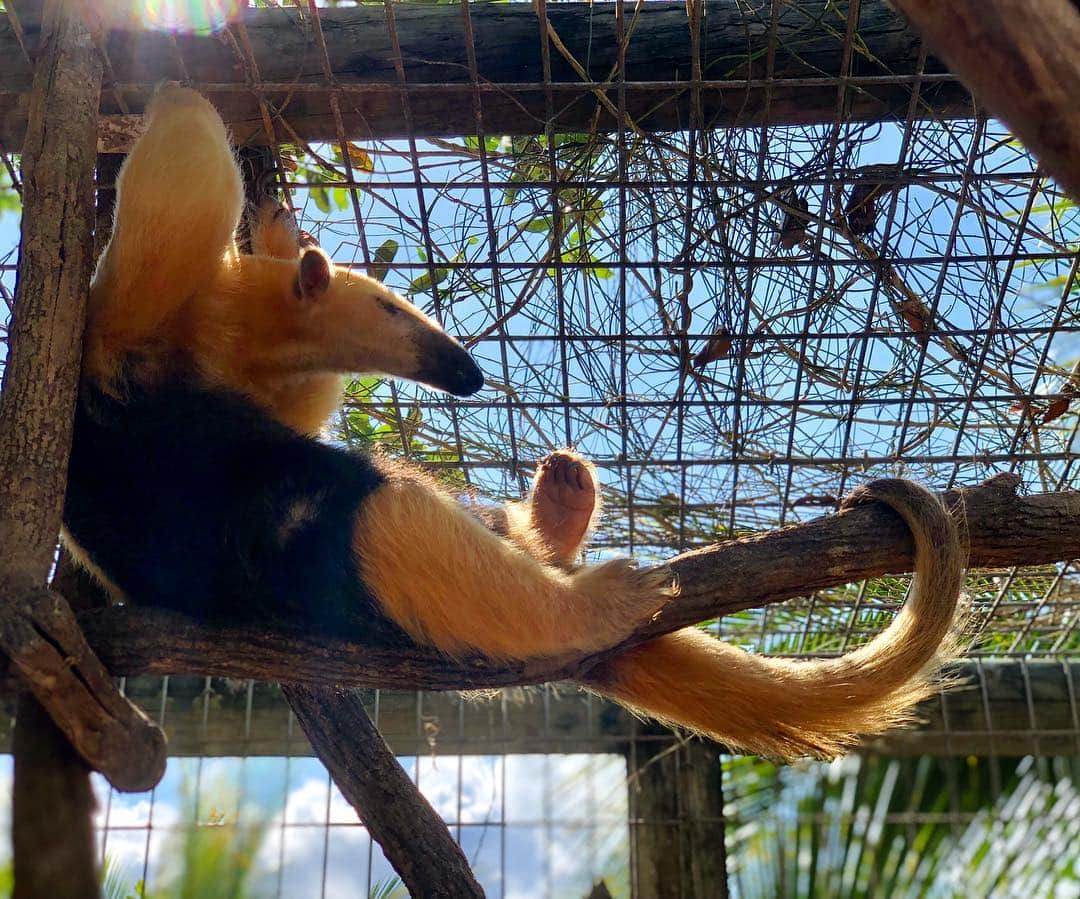 Zoological Wildlife Foundationさんのインスタグラム写真 - (Zoological Wildlife FoundationInstagram)「Lazy mornings 🐜 😊 . #anteater #tamandua #conservation #zwfmiami #zwf #lesseranteater」4月2日 22時41分 - zwfmiami