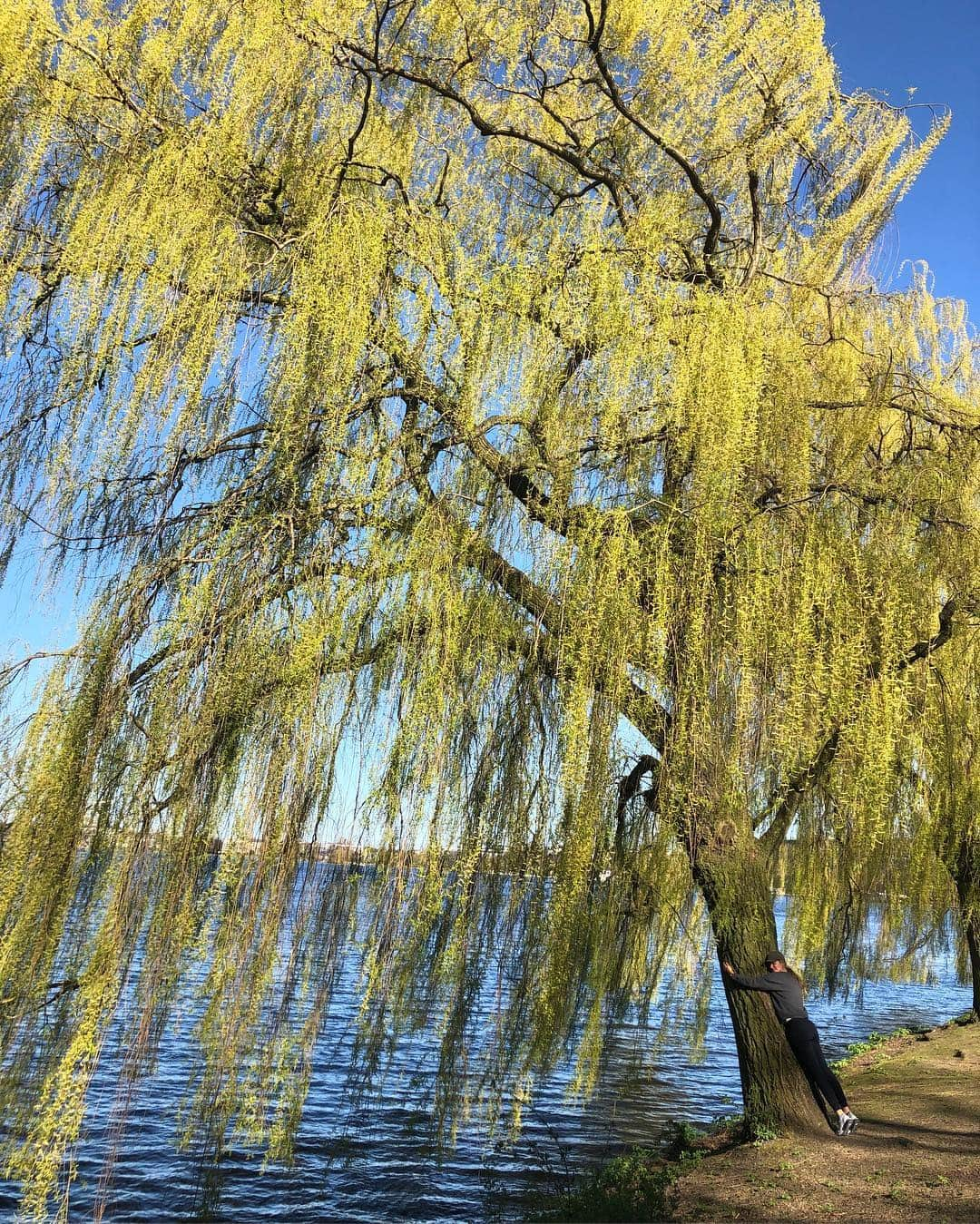 ジゼル・ブンチェンさんのインスタグラム写真 - (ジゼル・ブンチェンInstagram)「Recharging 💚 🌳 Recarregando」4月2日 22時42分 - gisele