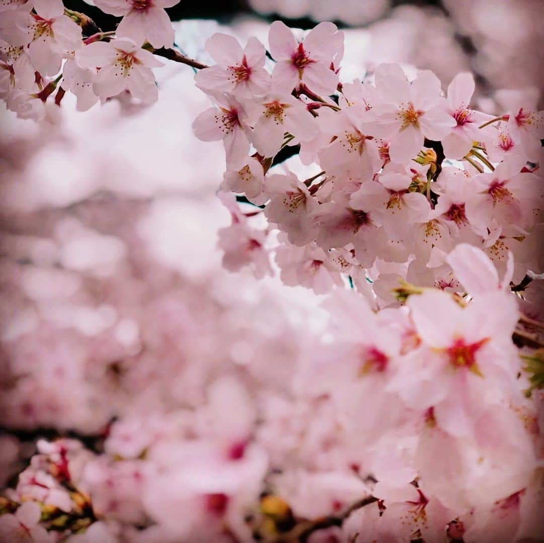 KOKIAのインスタグラム：「I love this season in Tokyo.  #tokyo #japan #japon #kokia #photography #歌手 #コキア #insta #art #beautiful #picoftheday #follow #女性 #ソングライター #photooftheday #woman #jmusic #ボーカリスト #singer #songwriter #jpop #vocalist #voice #声 #ライブ #live #綺麗 #日本 #さくら」
