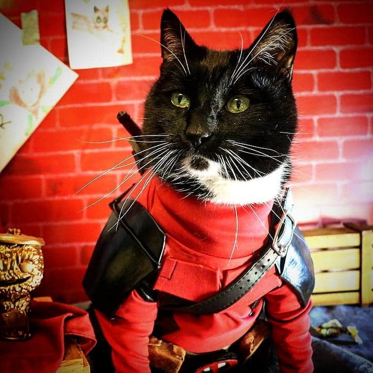 猫コスプレさんのインスタグラム写真 - (猫コスプレInstagram)「The Merc who can Mouse.  #Deadpool #CatCosplay . . . . . . . . #deadpoolfan #deadpoolcosplay #cosplay #marvel #deadpoolcorps #cosplayersofinstagram #humor #funnycats」4月2日 22時47分 - cat_cosplay