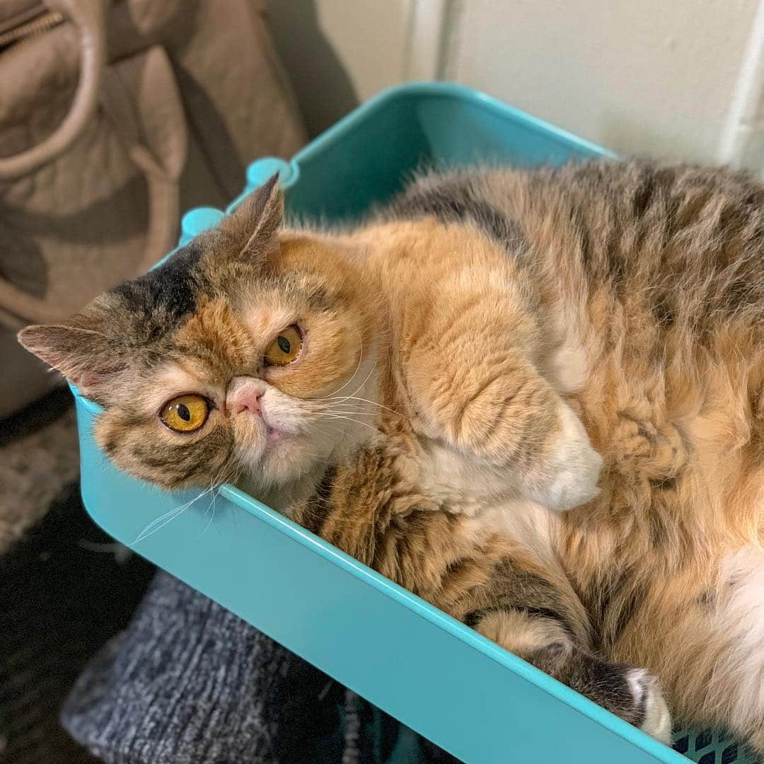 Tinaのインスタグラム：「This where I left Wheezy this morning and I’m sure it’s where I will find her later. 😹」