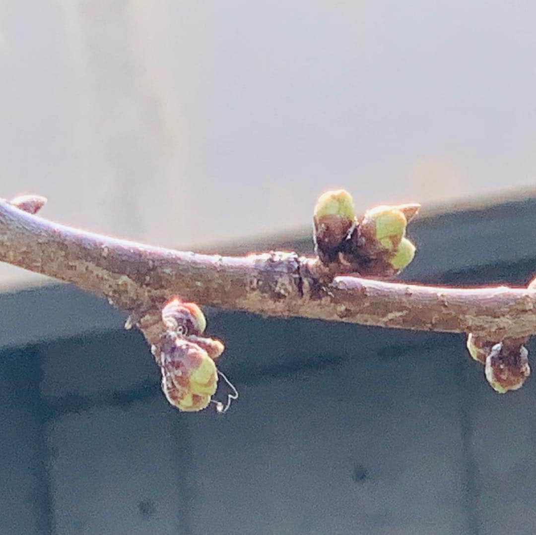 大隅智子さんのインスタグラム写真 - (大隅智子Instagram)「職場の敷地の桜のつぼみ。寒い中、少しづつ進んでいます。桜は頑張ってます！」4月2日 22時59分 - tomokotenki