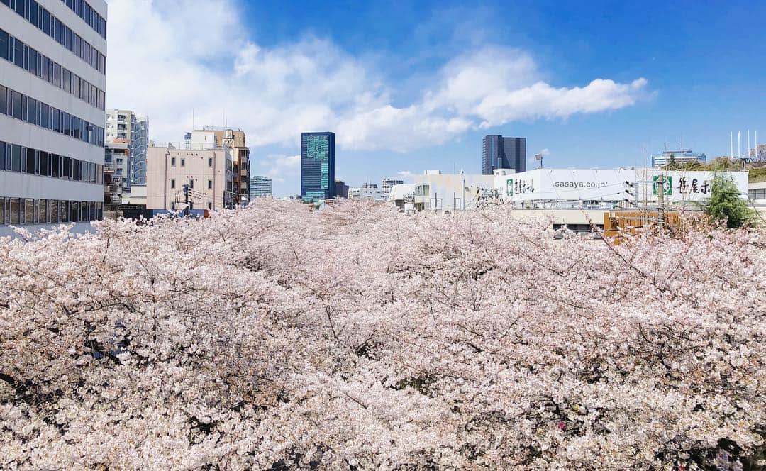 のインスタグラム：「満開🌸  #目黒川 #中目黒 #目黒川の桜 #桜 #満開 #igersjp #ig_japan #igers  #cherryblossom #wonderful_places #tokyo #hanami  #tokyocameraclub #beautiful #beautifuldestinations  #earthfocus #travelgram @kanden.jp #あえてシェア」