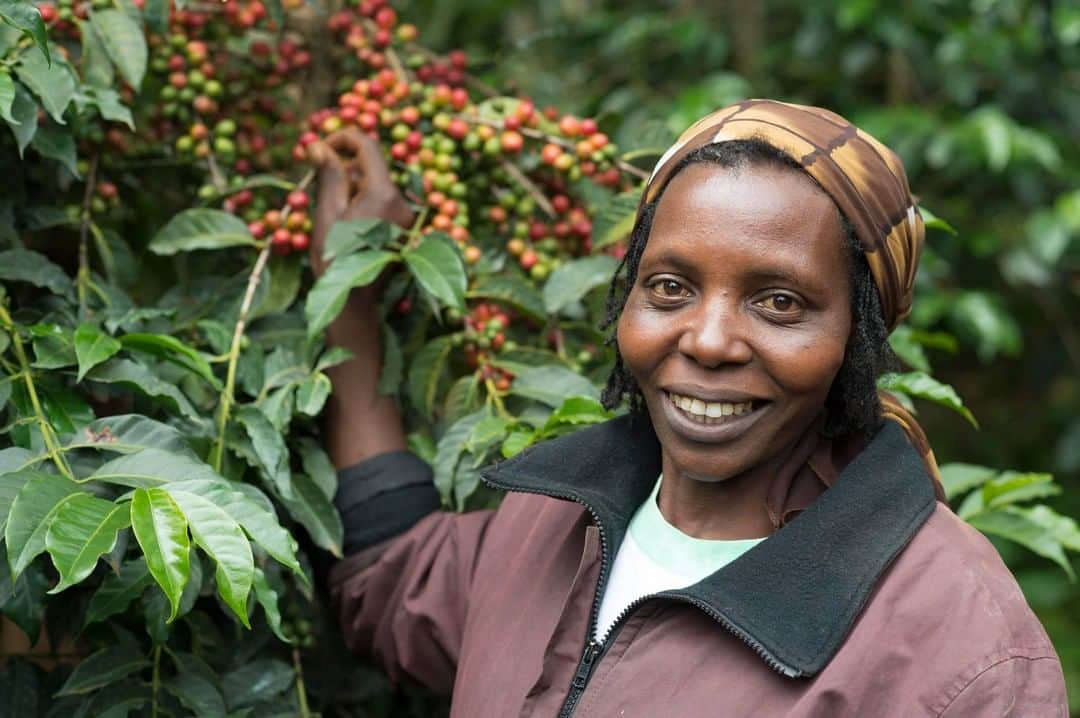 NESCAFEさんのインスタグラム写真 - (NESCAFEInstagram)「#GrownRespectfully in numbers💚: 🌱400% yield improvement for farmers fully adopting the Good Agricultural Practices in Kenya; 🌱x3 productivity in Thailand is tripled by adopting grafting practices which reduce costs; 🌱60% increased productivity in Ivory Coast, helping farmers improve their living conditions; 🌱2250 kilograms of coffee per hectare in China – the highest Arabica yields in the world. #nescaféplan #nestlé #nescafe」4月2日 23時00分 - nescafe