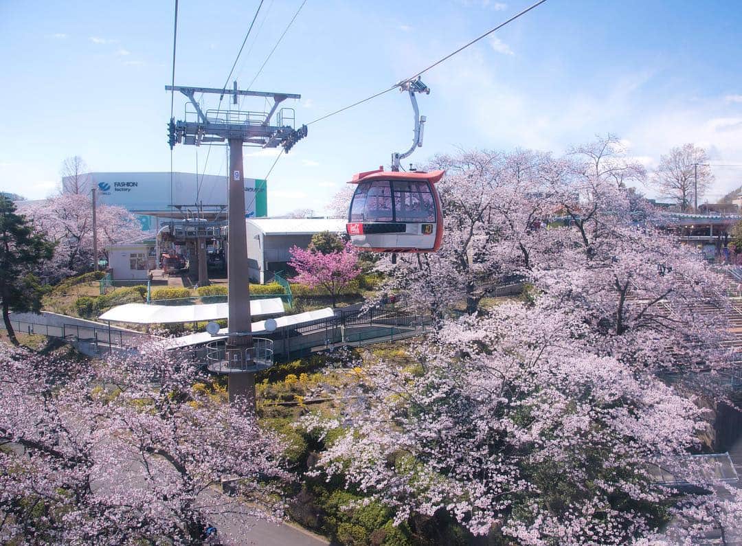 よみうりランドさんのインスタグラム写真 - (よみうりランドInstagram)「【アトラクション紹介】ゴンドラ スカイシャトル  京王よみうりランド駅から遊園地を結ぶ「ゴンドラ スカイシャトル」。今は満開の桜回廊となっています。 見下ろす桜風景はとても優雅な気持ちにさせてくれるはずです。 [Attractions] "Gondola Sky Shuttle" connecting the amusement park with Keio line Yomiuri Land Station. Right now you can enjoy a cherry blossom alleyway in full bloom. The scenery of the cherry blossoms overlooking the alleyway is very elegant!  #よみラン春のフォトコン #よみうりランド #東京 #Tokyo  #Japan #amusementpark #イルミネーション #ジュエルミネーション #jewellumination  #遊園地 #休日 #小旅行 #女子旅  #観光スポット #観光地 #instagood #インスタ映えスポット #宝石イルミ #いいねしてね #海外旅行大好き #桜 #よみうりランド桜情報 #桜満開 #flowers #花 #春 #花見 #Cherryblossoms #サクラ」4月2日 23時02分 - yomiuriland