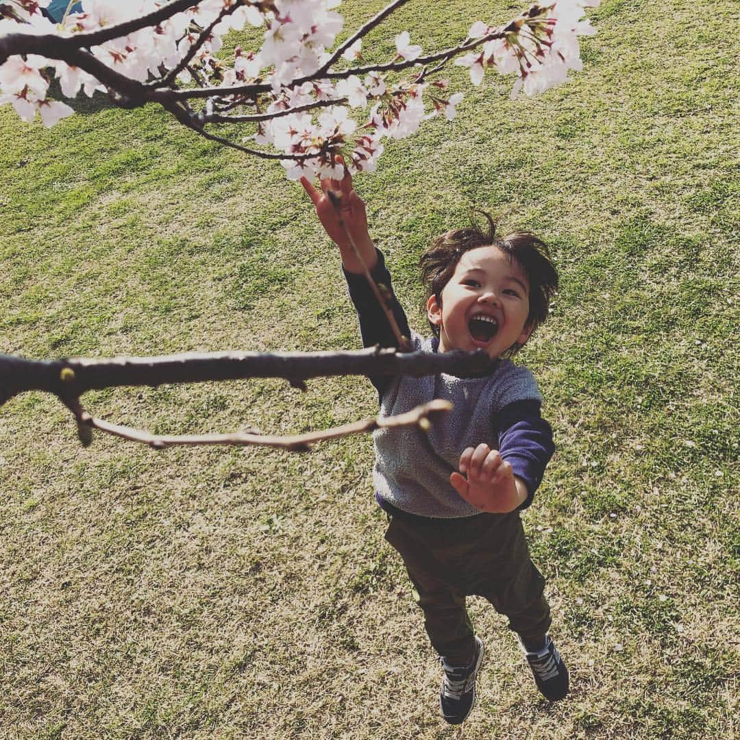 諸岡なほ子さんのインスタグラム写真 - (諸岡なほ子Instagram)「３月最後の日は、本牧でお花見。 昼間はどんより&雨でとても出かける気になれなかったのだけど、思い切って飛び出して初めての公園にチャレンジしてみたら、段々と青空が広がり、たどり着いた広い公園も思いのほか良くて、お花見大成功。  本牧の辺りは、アメリカンな雰囲気も残っていて、一瞬ハワイをドライブしてるような気持ちにも。ちょっと深堀したくなったなー。横浜愛も深まりつつあります。  写真は①桜の枝越しの我が家の人たちと、②思い切りジャンプする人と、③髪に花びらつけつつ片手にジャイアントコーンでしつこくすごろくする人と、④母と息子。 #花見 #家族でお花見 #sakura花霞 #諸岡なほ子 #横浜愛 #本牧 #本牧山頂公園」4月2日 23時08分 - morookanahoko