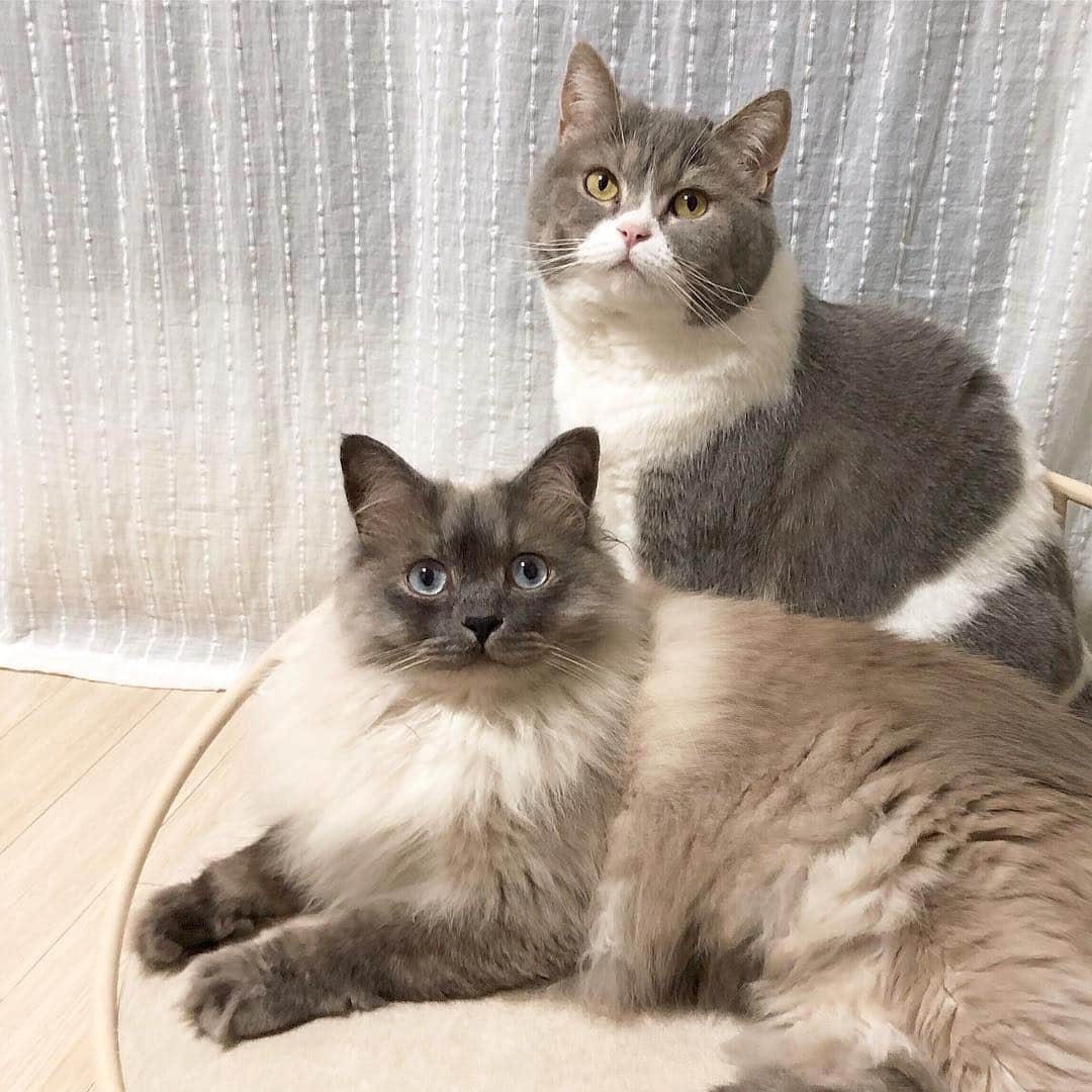 ギモさんのインスタグラム写真 - (ギモInstagram)「📸 사진 찍을땐 웃으라고 배웠습니다. (feat. 쨔매) #cat #토토상회 #웃상고양이 #보살미소 #이모삼촌덜슴아일☺️」4月2日 23時09分 - 1room1cat