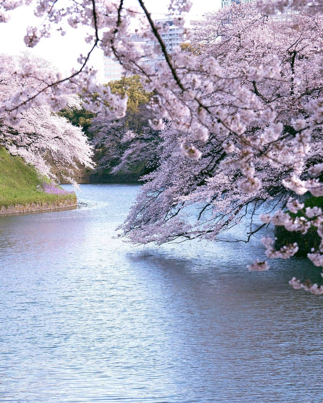 masayaさんのインスタグラム写真 - (masayaInstagram)「Chidorigafuchi Tokyo 千鳥ヶ淵 #cherryblossoms #桜 #さくら #Tokyo #Japan #千鳥ヶ淵 #flowers #sakura」4月2日 23時10分 - moonlightice