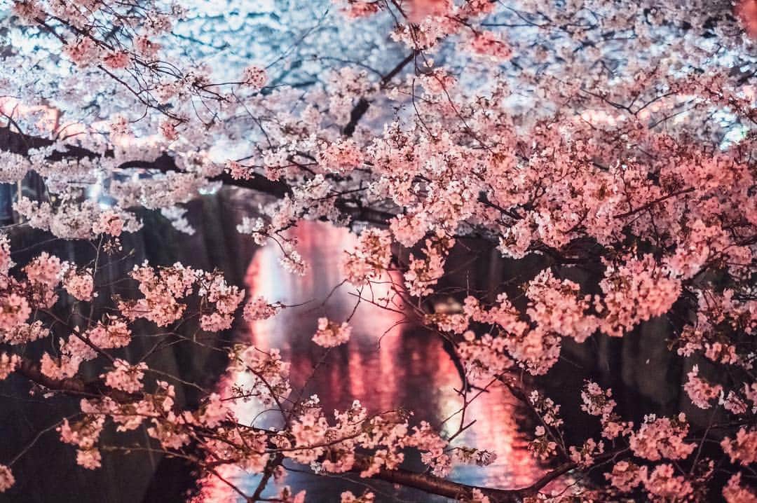 Sonoda COO Yukiyaさんのインスタグラム写真 - (Sonoda COO YukiyaInstagram)「Spring has come to Tokyo !!!!! It’s sooooo beautiful !!!!! Let me know your favorite place in Japan to see cherry blossoms !!!!! . #kyoto #tokyo #kyotophotographer  #tokyophotographer  #proposal #proposalphotographer #tokyoproposal #kyotoproposal #proposalphotographer #prewedding #tokyoprewedding #kyotoprewedding #preweddingphotographer  #tokyopreweddingphotographer #kyotopreweddingphotographer  #wedding #tokyowedding #kyotowedding #tokyoweddingphotographer #kyotoweddingphotographer」4月2日 23時15分 - coo_travelphoto