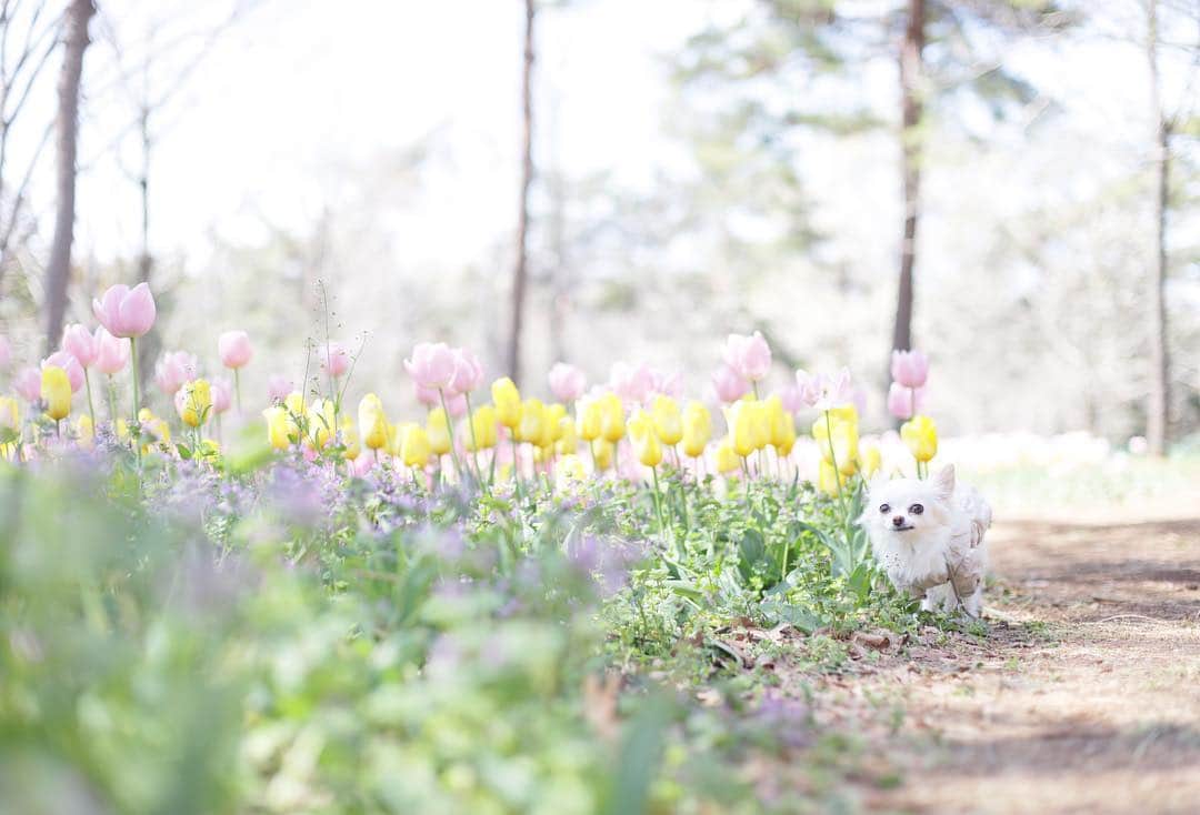 mamiのインスタグラム：「* パステルカラーの可愛いtulipと、 我が家のおやゆび姫♡ . . #オールドレンズ #オールドレンズに恋をした #chihuahua #チワワ#petstagram #dogscorner #dogsofinstagram #dogoftheday #icu_topdog #fluffypack #dailypetstars #igersjp #_lovely_weekend #Airy_pics #whim_fluffy #tokyocameraclub #ファインダー越しのわたしの世界 #写真好きな人と繋がりたい #親バカ万歳キャンペーン #チューリップ」