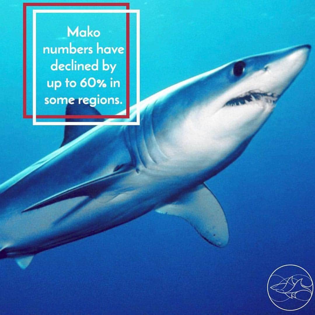 レオナルド・ディカプリオさんのインスタグラム写真 - (レオナルド・ディカプリオInstagram)「#Regram #RG @sharkconservationfund: New IUCNShark Red List shows many shark species facing increased extinction threat – including the Mako, the ocean’s fastest fish. The Shark Conservation Fund is funding urgent actions this year to halt the decline. Follow the link in bio to read more.」4月3日 4時49分 - leonardodicaprio