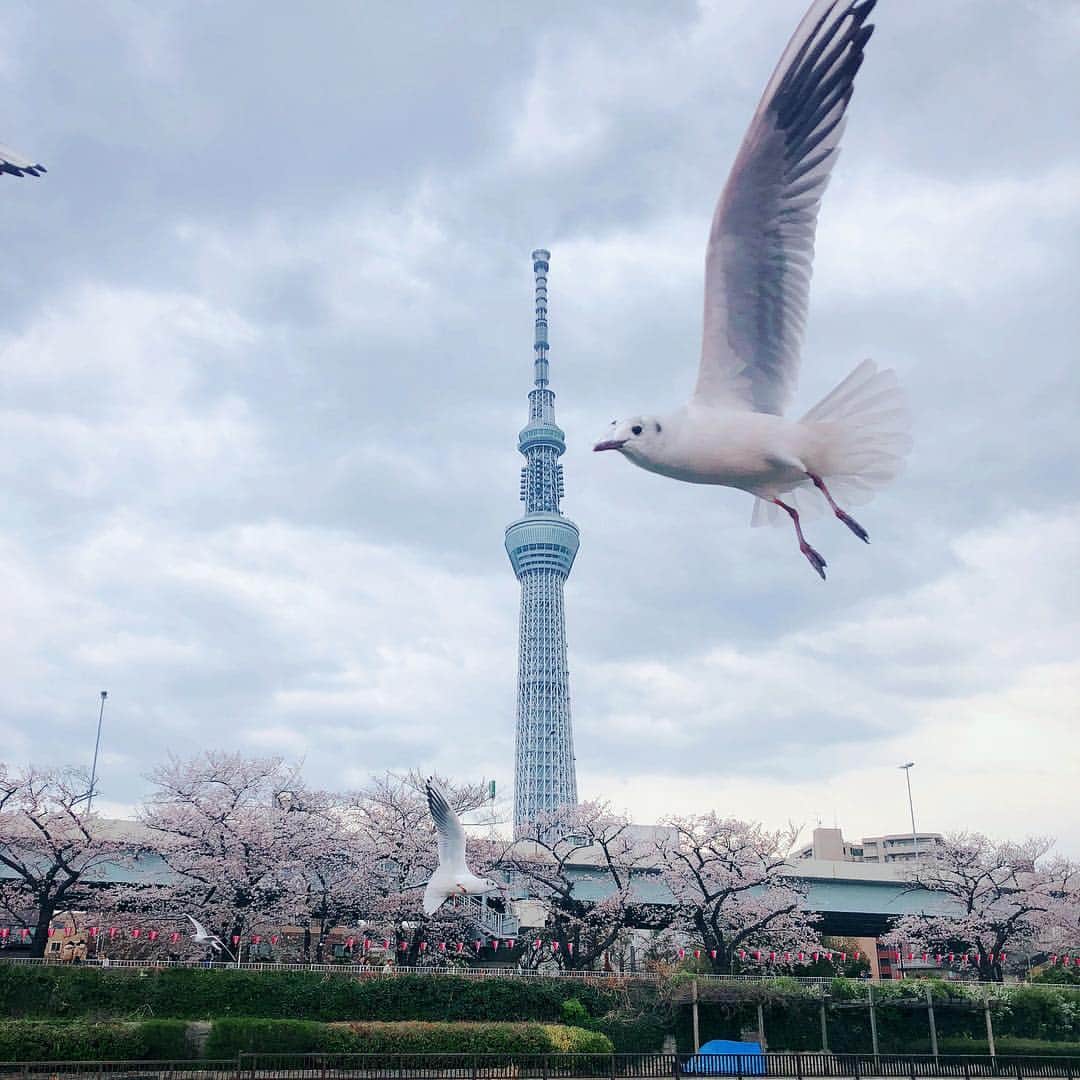 YUUKIさんのインスタグラム写真 - (YUUKIInstagram)「船の上から… 合成みたいな写真が撮れた(^^) #instagood #photooftheday #photography #japan #skytree #funtimes #お花見 #屋形船 #浅草 #スカイツリー #船上ランチ会 #揚げたて天麩羅」4月2日 23時23分 - yuuki_._official