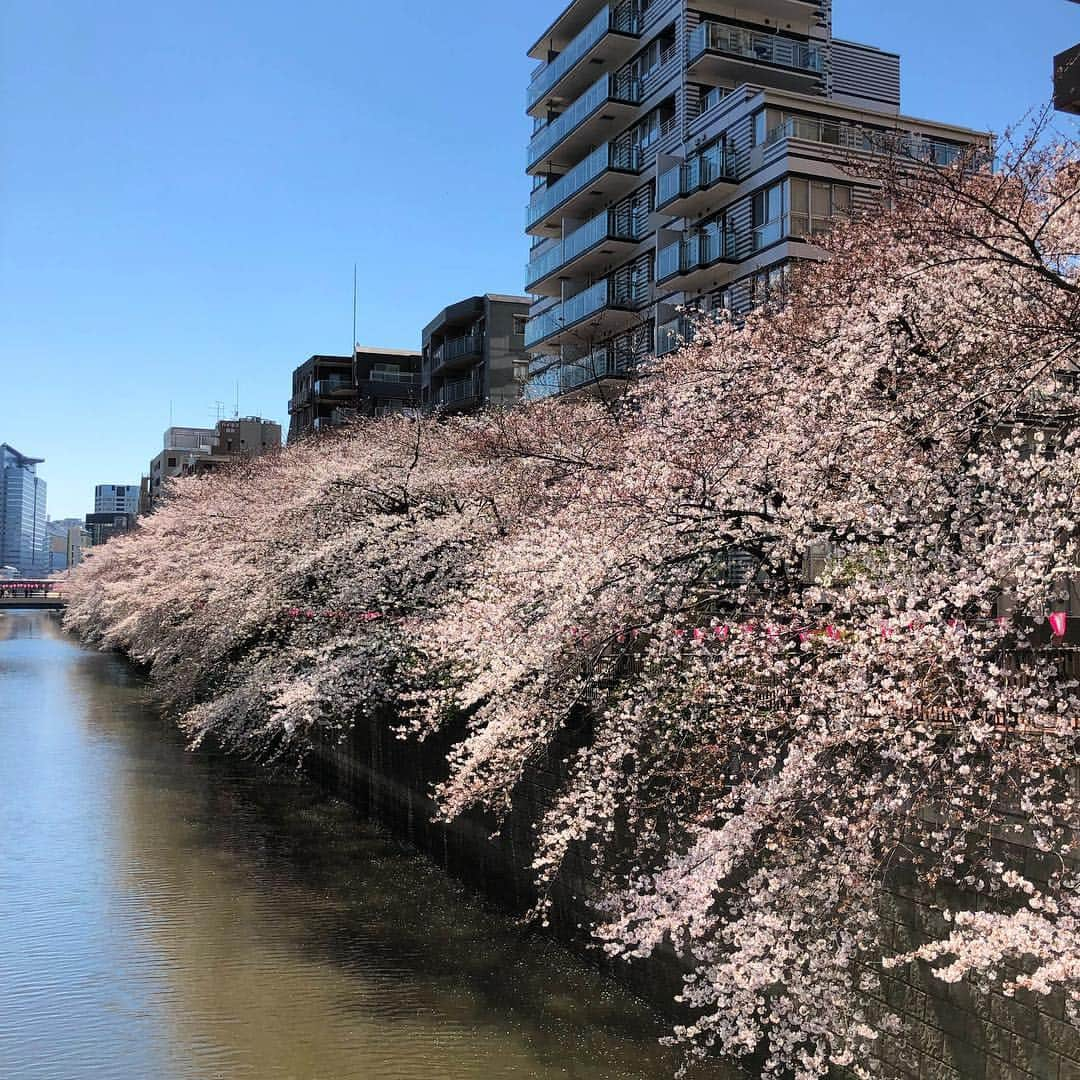 あべこうじさんのインスタグラム写真 - (あべこうじInstagram)「ㅤㅤㅤㅤㅤㅤㅤㅤㅤㅤㅤㅤㅤ 桜🌸 ㅤㅤㅤㅤㅤㅤㅤㅤㅤㅤㅤㅤㅤ #いいね #さくら #桜 #ハッピィ #ありがとう」4月2日 23時29分 - abe_happy