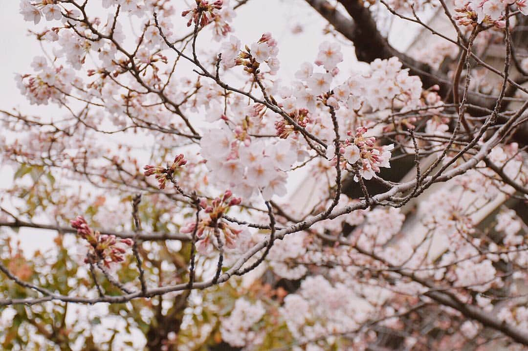 朝比奈彩さんのインスタグラム写真 - (朝比奈彩Instagram)「. . もう4月にも入り、 新元号も「令和」になりましたね！＾＾ 私も皆さんも含めて、 馴染みのある元号になるのが楽しみです♡ . . #ootd #outfit #fashion #natural #code #codenate #model #models #make #makeup #shooting」4月2日 23時35分 - asahina_aya