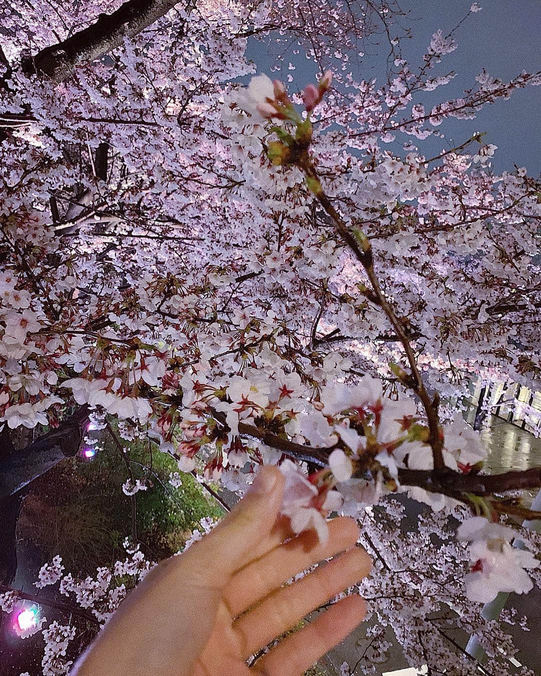 氏家夏乃さんのインスタグラム写真 - (氏家夏乃Instagram)「#yozakura . . . 絵本の中みたいな世界. . . . 小雨でしたが、 生まれて初めてちゃんと《桜》というものを 見れた気がした . . 24の春. . . . . . . . . . 圧巻の綺麗さ♦︎ . . . . . . #tokyomidtown  #週末おでかけ𓆫」4月2日 23時47分 - natsuno_ujiie