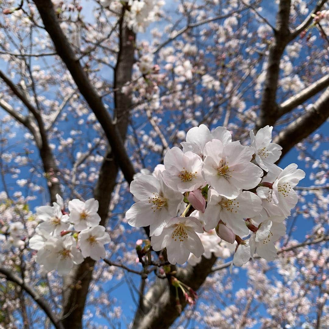 鴻上久美子さんのインスタグラム写真 - (鴻上久美子Instagram)「🌷🌼💐🌸🌺🌹 昨日は #桜 が撮れました📸💕今日は色んな #お花 も撮れました📸 #新年度 のスタートだい😊今月末まで #平成 で来月から #令和 だね、発表前夜ちょっとだけその日が平成最後と勘違いしてたのはここだけの話🤫 #平成 #新元号 #令和 #桜 #cherryblossom #花 #flower #咳が止まらん #耳も聞こえん #匂いもわからん #明日は白髪染めにゆく👩🏻‍🦳→👩🏻‍🦰（根元のね、根元）」4月3日 0時02分 - kumikougami