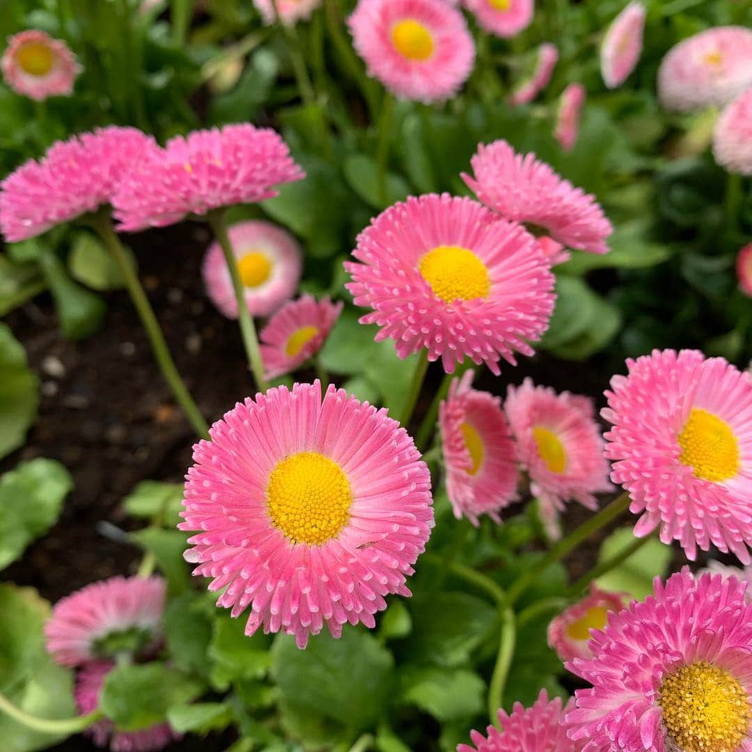 鴻上久美子さんのインスタグラム写真 - (鴻上久美子Instagram)「🌷🌼💐🌸🌺🌹 昨日は #桜 が撮れました📸💕今日は色んな #お花 も撮れました📸 #新年度 のスタートだい😊今月末まで #平成 で来月から #令和 だね、発表前夜ちょっとだけその日が平成最後と勘違いしてたのはここだけの話🤫 #平成 #新元号 #令和 #桜 #cherryblossom #花 #flower #咳が止まらん #耳も聞こえん #匂いもわからん #明日は白髪染めにゆく👩🏻‍🦳→👩🏻‍🦰（根元のね、根元）」4月3日 0時02分 - kumikougami