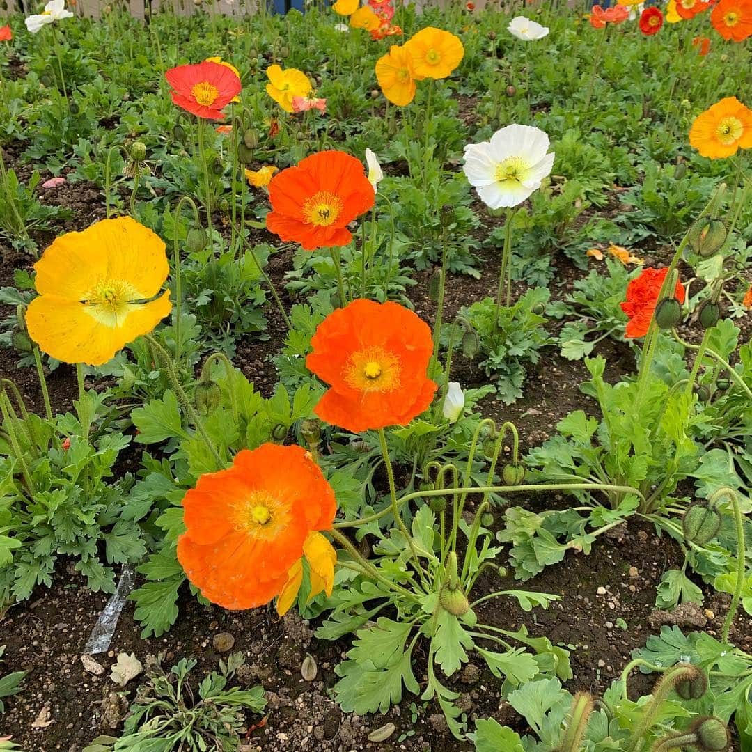 鴻上久美子さんのインスタグラム写真 - (鴻上久美子Instagram)「🌷🌼💐🌸🌺🌹 昨日は #桜 が撮れました📸💕今日は色んな #お花 も撮れました📸 #新年度 のスタートだい😊今月末まで #平成 で来月から #令和 だね、発表前夜ちょっとだけその日が平成最後と勘違いしてたのはここだけの話🤫 #平成 #新元号 #令和 #桜 #cherryblossom #花 #flower #咳が止まらん #耳も聞こえん #匂いもわからん #明日は白髪染めにゆく👩🏻‍🦳→👩🏻‍🦰（根元のね、根元）」4月3日 0時02分 - kumikougami