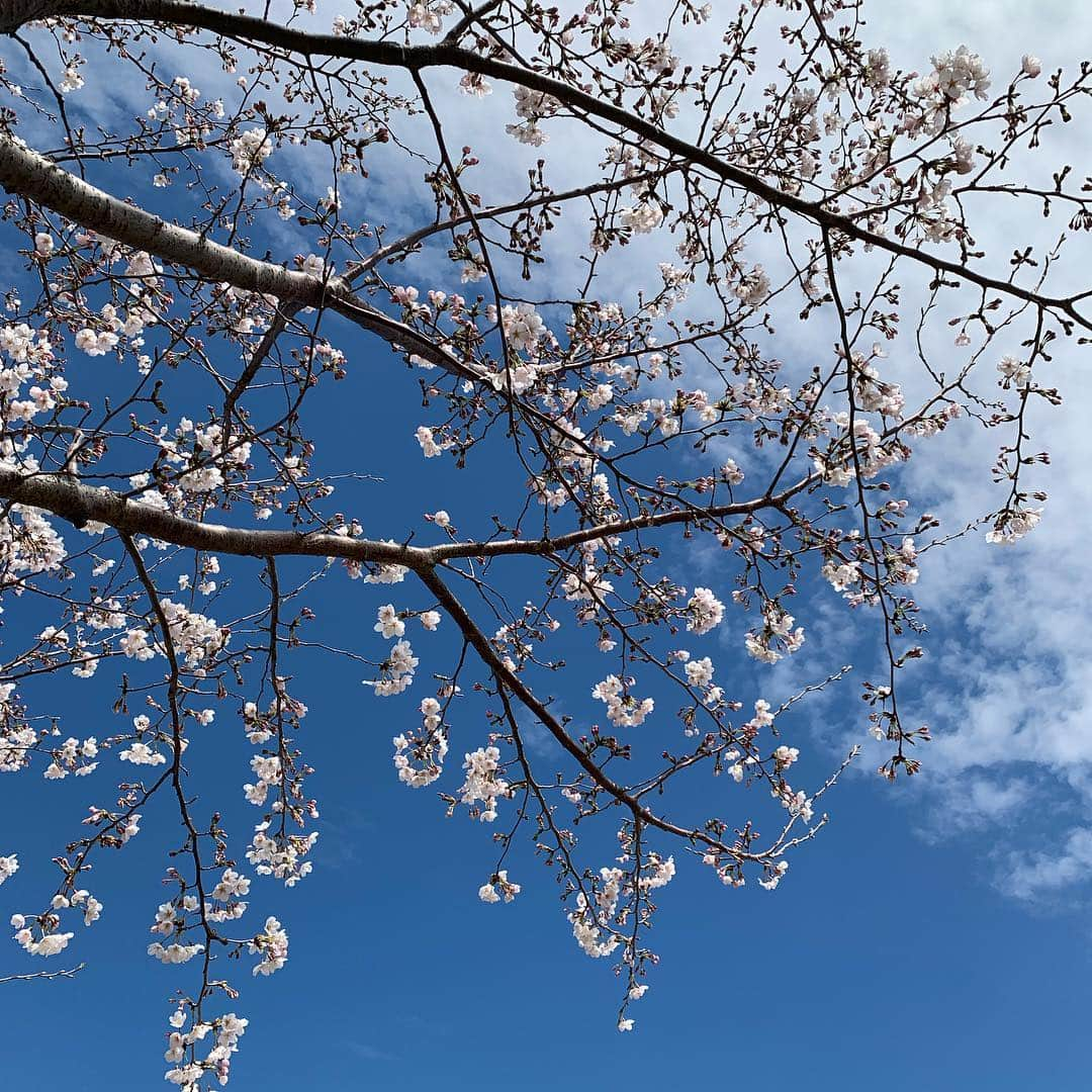 鴻上久美子さんのインスタグラム写真 - (鴻上久美子Instagram)「🌷🌼💐🌸🌺🌹 昨日は #桜 が撮れました📸💕今日は色んな #お花 も撮れました📸 #新年度 のスタートだい😊今月末まで #平成 で来月から #令和 だね、発表前夜ちょっとだけその日が平成最後と勘違いしてたのはここだけの話🤫 #平成 #新元号 #令和 #桜 #cherryblossom #花 #flower #咳が止まらん #耳も聞こえん #匂いもわからん #明日は白髪染めにゆく👩🏻‍🦳→👩🏻‍🦰（根元のね、根元）」4月3日 0時02分 - kumikougami