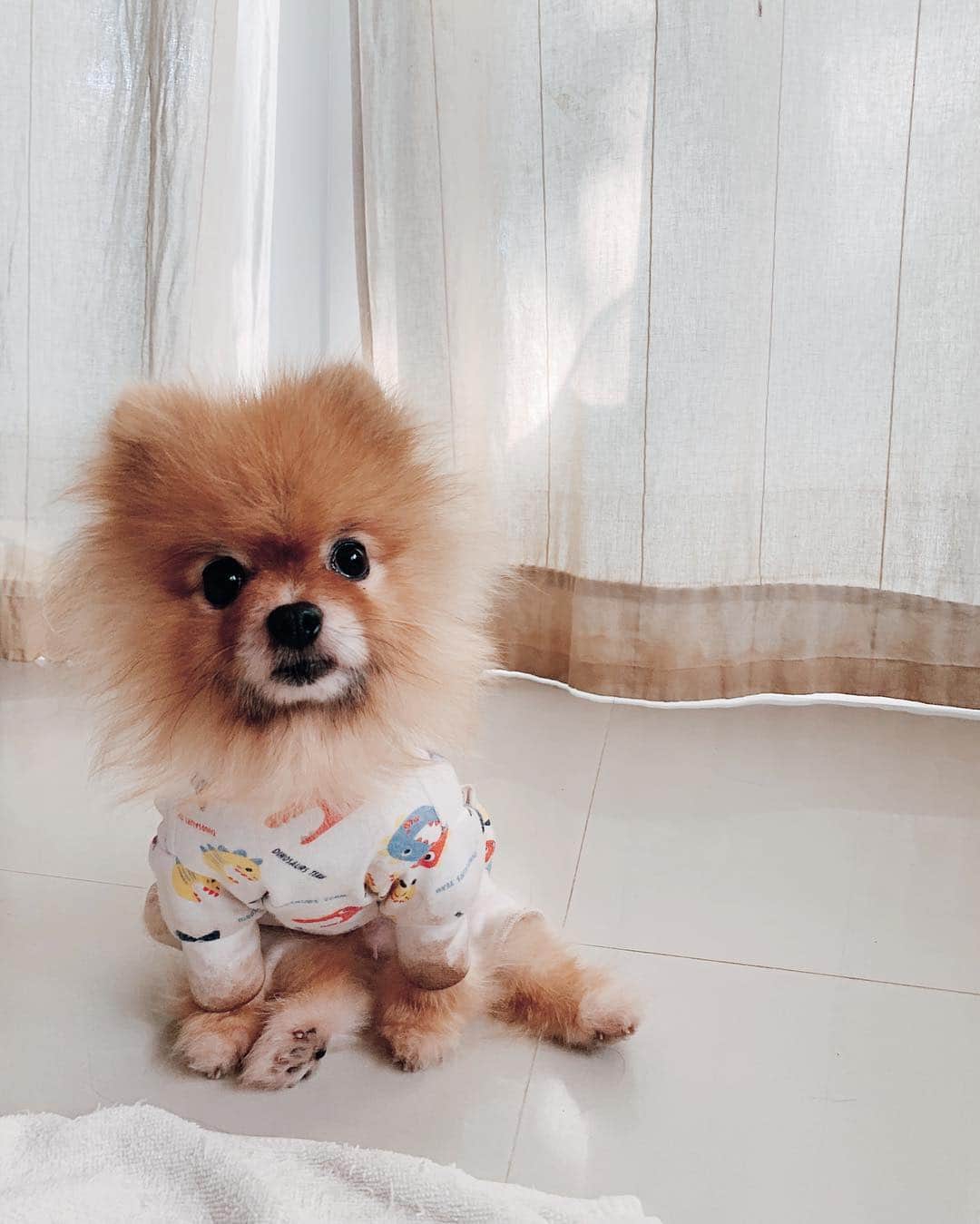 r_oseのインスタグラム：「Sitting with style 🦁〰️」