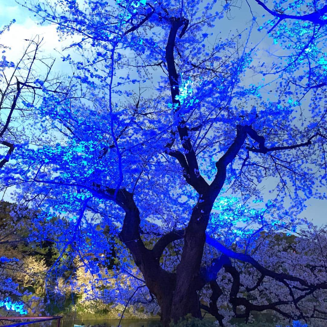 皇居ランナビさんのインスタグラム写真 - (皇居ランナビInstagram)「4/2は世界自閉症啓発デーということで、千鳥ヶ淵緑道の桜のライトアップの一部がキャンペーンカラーのブルーに✨  わずか30分間だけのブルーのライトアップだったので、見ることができた方はラッキーだったかも😊  ブルーな桜も幻想的で、とてもステキでした🌸  #皇居ランナビ #皇居ラン #ミズノで皇居ラン #ミズノで女子ラン #ランニング女子 #ランニング #ハシリマスタグラム #ランナ#workout #instagood #run #jog #fitness #tokyo #imperialpalace #japan #走るひと #走る人 #followme #おもてなし #おもてなしランナー #running #runningday #jogging #marathontraining#夜桜#自閉症啓発デー」4月3日 0時06分 - kokyorun_navi