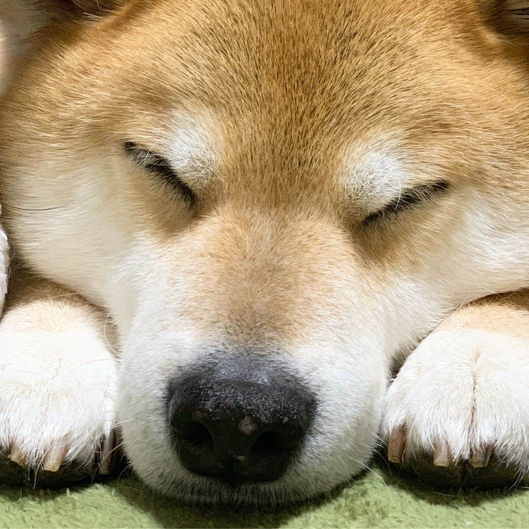 まる（まるたろう）さんのインスタグラム写真 - (まる（まるたろう）Instagram)「Good night!!✨🐶💤✨パパ近すぎぢゃないかな🙄 #白線の後ろ側に下がってお待ちください #お耳とかスマホ画面から出ちゃってるから #もう少し離れたほうがいいよ #また明日触っていいから」4月3日 0時10分 - marutaro