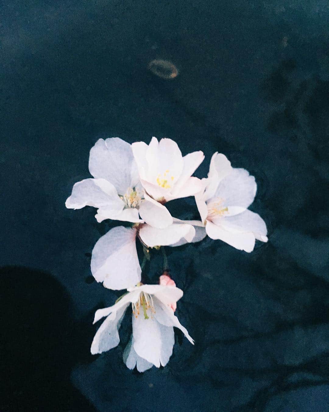 のインスタグラム：「プカプカ浮いてる桜。」