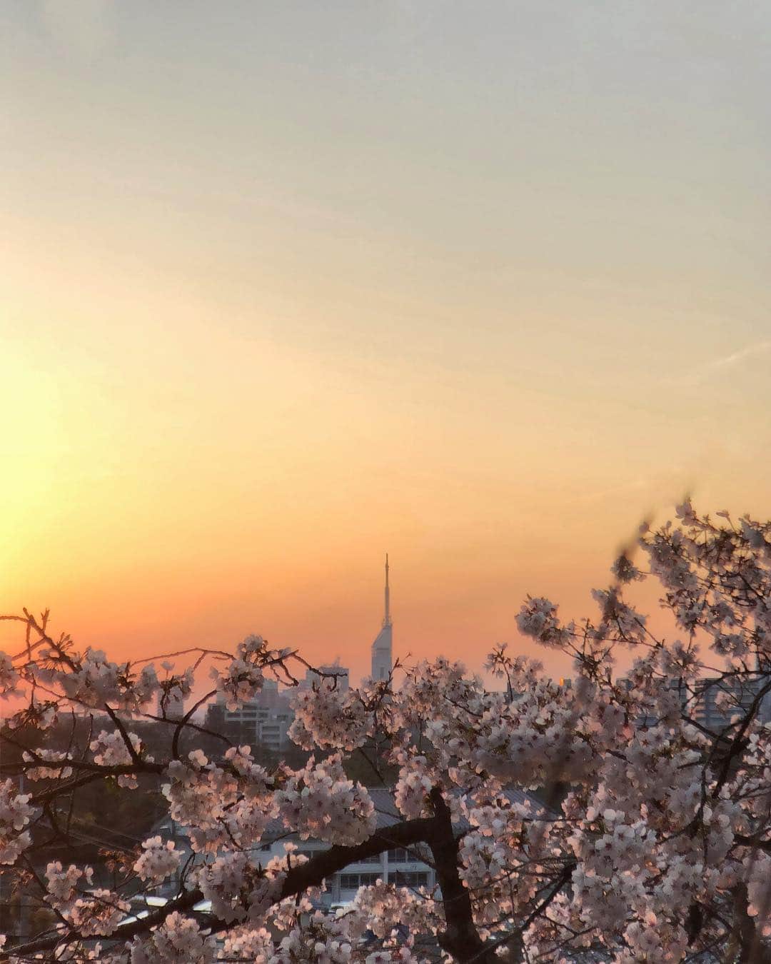 sunday_722のインスタグラム：「*﻿﻿ *﻿﻿ 夕日と🌸桜と福岡タワー﻿ ﻿ *﻿﻿ 寒いお花見﻿ まだ蕾もいっぱい。﻿ *﻿﻿ ﻿﻿ #ソメイヨシノ﻿﻿ #桜﻿﻿ #sakura﻿ #flower﻿﻿ #fukuokatower﻿ #ShotOniPhone﻿﻿ #ShotOniPhoneX﻿﻿ #tg_tele﻿ #ShotOn_TG﻿ #iPhoneで撮影﻿﻿ #sunset﻿ #黄昏時﻿ #fukuokapics﻿ #rsa_minimal﻿﻿ #floweroftheday﻿」