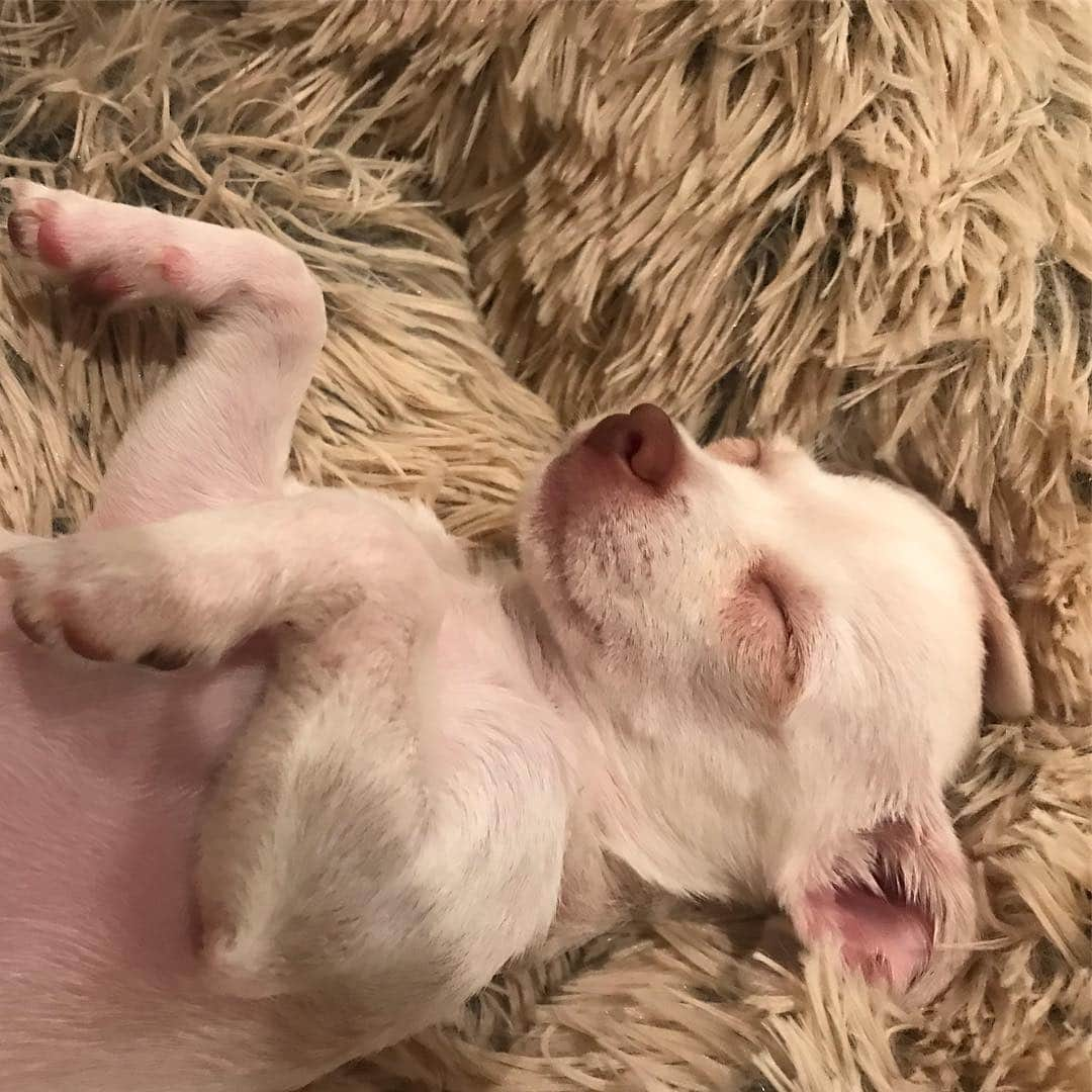 マーガレット・チョーさんのインスタグラム写真 - (マーガレット・チョーInstagram)「I love this dog #rescuedog #chihuahua #dogsofinstagram」4月3日 0時29分 - margaret_cho