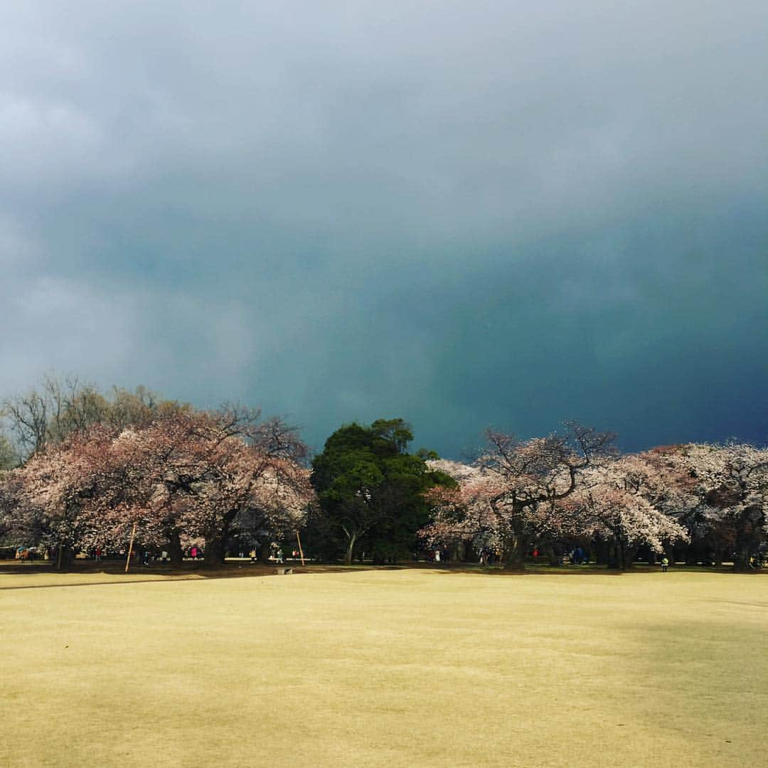 林伊織さんのインスタグラム写真 - (林伊織Instagram)「曇天の桜花。 晴天でも曇天でも雨天でも桜はいつも美しい。  #新宿御苑 #花と樹木 #東京の異世界」4月3日 0時34分 - iori_haya4