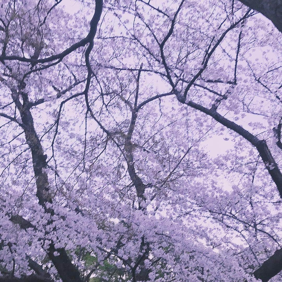 YOFFYさんのインスタグラム写真 - (YOFFYInstagram)「桜、なかなか綺麗だった^_^ 花見が終わるころは漆黒の闇に包まれてたけどもww #sakura」4月3日 0時35分 - yoffy_psychiclover