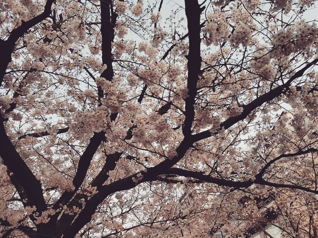 のインスタグラム：「ホント桜🌸満開。」