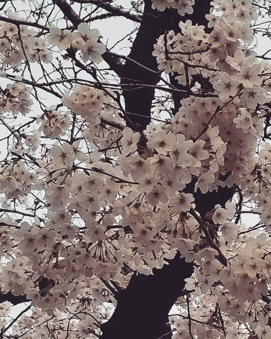 のインスタグラム：「きれいだな🌸」