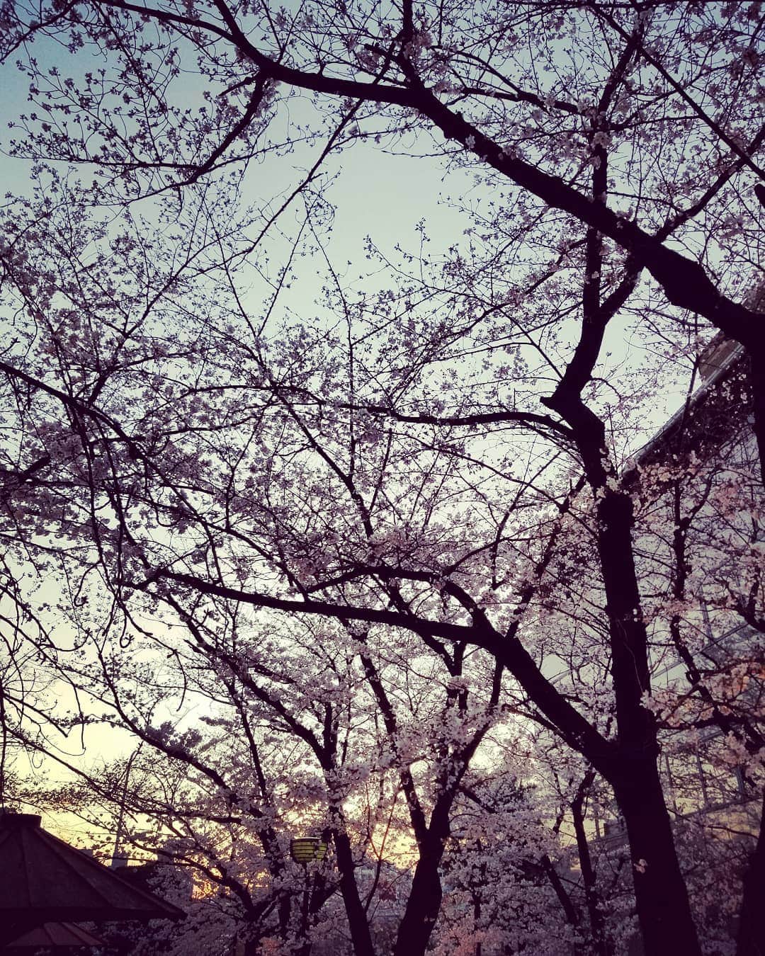 のインスタグラム：「夕暮れはホントに美しい🌸」