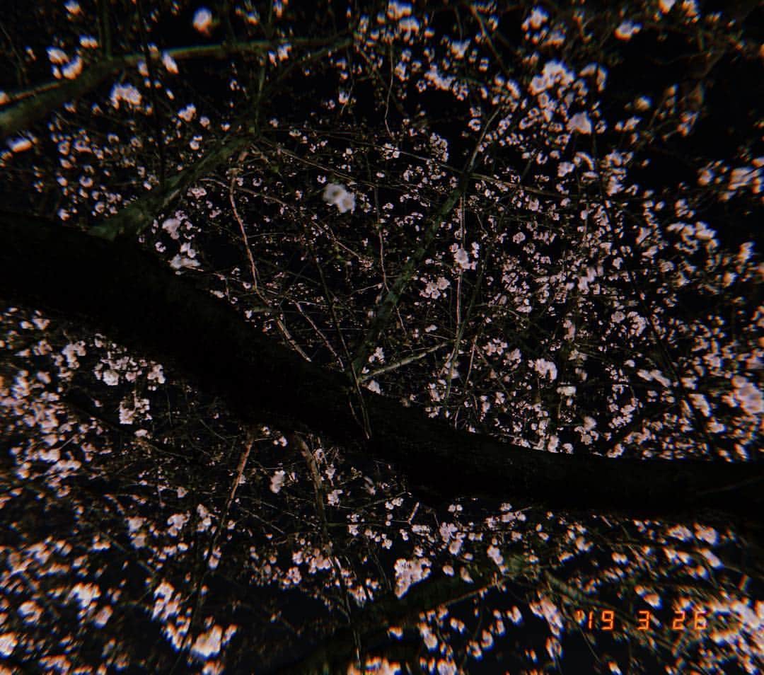 田谷野亮さんのインスタグラム写真 - (田谷野亮Instagram)「咲き始め。夜。」4月3日 1時07分 - ryo_tayano