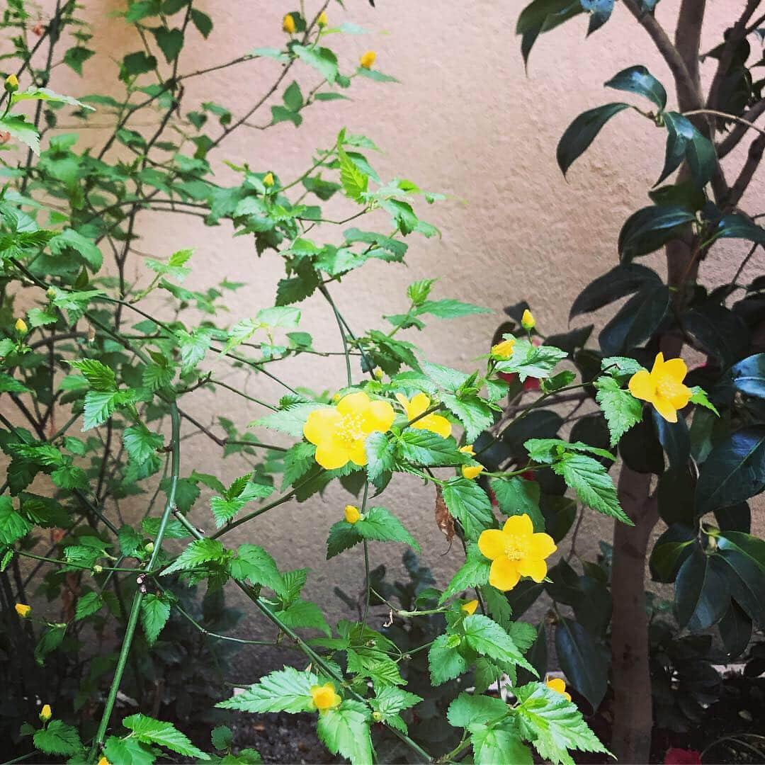デザオ建設北野展示場さんのインスタグラム写真 - (デザオ建設北野展示場Instagram)「京都は桜がそこここで満開を迎えています。春の真ん中を前にとこしえの中庭に山吹と馬酔木の花が咲きました。そして紫陽花も、2度目の夏へ蕾を育てています。 #春雷  いうより、寒い四月の始まりですね #北野白梅町 #初めての春 #つなぐモデルハウスとこしえ  #デザオ建設北野展示場  #デザオ建設 #DEZAO  #DsLABO #京都 #リノベーション #リフォーム  #リノベ #注文住宅  #家 #住宅 #建築 #暮らし #マイホーム#インテリア #デザイン #家づくり #木の家#和風モダン #上七軒」4月3日 1時06分 - dezao_kitano2018
