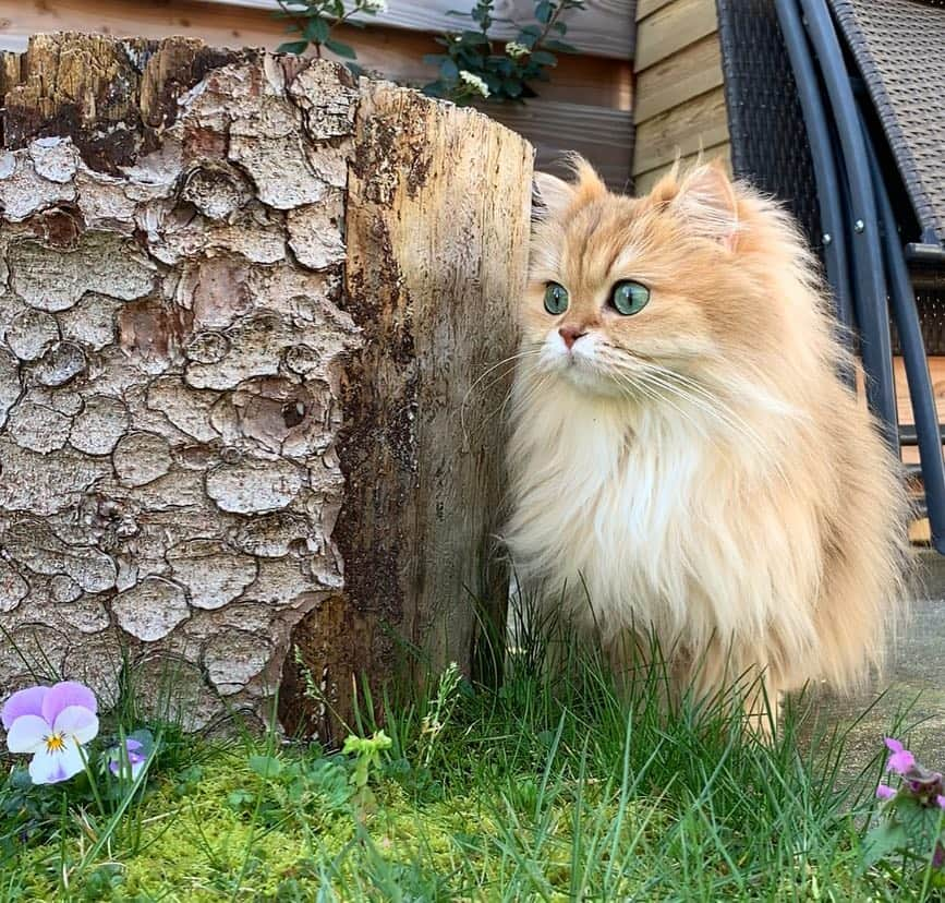 Smoothieさんのインスタグラム写真 - (SmoothieInstagram)「Smoothie’s first time outside 🌸 Link in bio.」4月3日 1時00分 - smoothiethecat