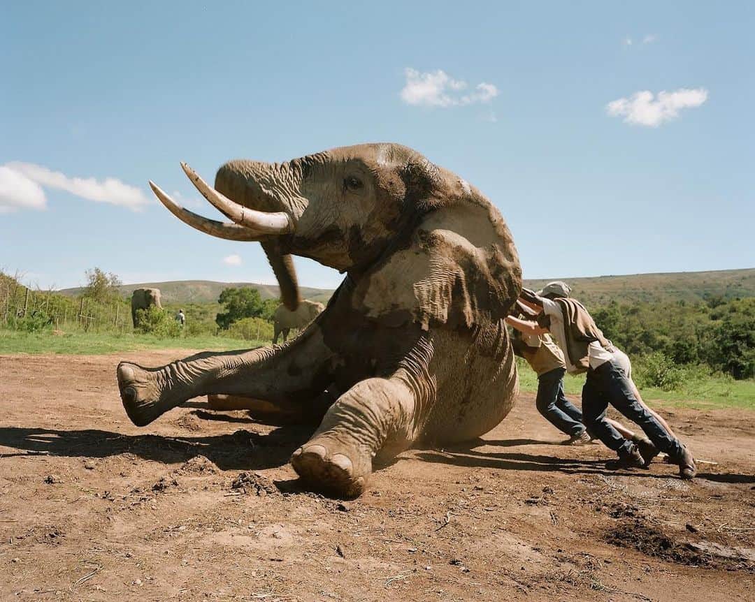 thephotosocietyさんのインスタグラム写真 - (thephotosocietyInstagram)「Photograph by David Chancellor @chancellordavid - a bull elephant is helped to its feet by rangers, Eastern Cape, South Africa - the preferred cause of action here was a standing sedation (I’ve talked about this technique in previous posts) however due to the size of this enormous bull elephant we eventually had to sedate the elephant in order to carry out the lancing of two cysts high on its shoulders, and an anti fence breaking procedure, which I’ll talk about in more detail in another post. This is without doubt one of the largest bulls I’ve ever seen. He’s relatively habituated and lives along side two other bulls which you’ll see waiting and watching, along with a ranger, for him to return to the herd; he’s the dominant male. All three elephants are managed via testosterone inhibitors, these prevent them from breeding. The side effect of this is that bull elephants increase enormously in size when testosterone production is inhibited. This makes them impressive, but very complex when veterinarian procedures are required. It’s necessary to manage elephants capacity to breed in order to protect ecosystems and accommodate them in smaller conservancy’s where browse is limited. Once on his feet all three bulls charged towards each other, trumpeted, and then spent the next 30 mins gently exploring the body of the dominant bull with their trunks demonstrating the extraordinary bond that elephants have with each other. It was only once they were convinced that all was well with the dominant bull that they returned to feeding - continually in awe of the extraordinary work done by those who dedicate their lives to protecting the planets wildlife 💚👍🏿👍🏼 - To see more on this subject, follow me here @chancellordavid @natgeo @thephotosociety @everydayextinction #southafrica #elephants #conservation」4月3日 1時00分 - thephotosociety