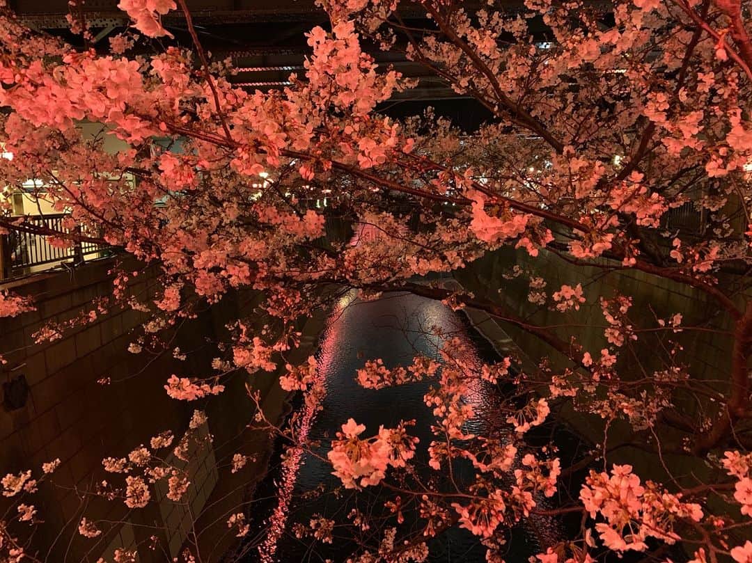 KYOHEYのインスタグラム：「今年も目黒川の桜を愛でることができました🌸🤤✨ 日本人で良かったねー😋✨ #sakura #桜 #中目黒 #目黒川  #CherryBlossoms」
