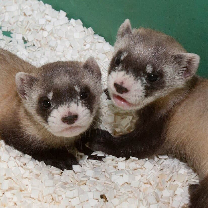 スミソニアン国立動物園さんのインスタグラム写真 - (スミソニアン国立動物園Instagram)「In honor of #NationalFerretDay, we’re celebrating an endangered North American species and one of our greatest conservation success stories: the black-footed ferret! In 1988, the Zoo received offspring from the last remaining 18 black-footed ferrets in the wild. We were the first to breed them outside of Wyoming. Today, 300+ animals born at the Smithsonian Conservation Biology Institute have been reintroduced to the prairie! #WeSaveSpecies https://s.si.edu/2uVfJbe」4月3日 1時16分 - smithsonianzoo