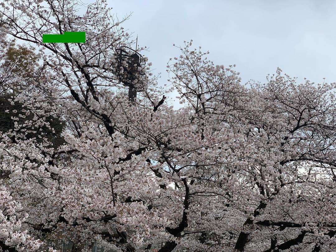 中西智代梨さんのインスタグラム写真 - (中西智代梨Instagram)「🌸🌸🌸 . . . #花見 #まだ寒い #春どこ」4月3日 1時19分 - sukiyaki_daisuki512