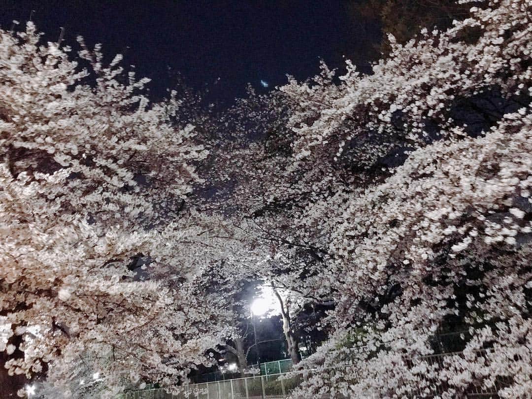 本橋優華さんのインスタグラム写真 - (本橋優華Instagram)「夜桜見、満開。 都心もいいけど、近所で静かにお花見もいいよ🌸 きれいだし、たのしいし！ #ohanami#sakura#spring#flower#cherryblossom#beautiful#goodnight#tokyo#japan #お花見#夜桜#🌸」4月3日 1時20分 - uk_jp