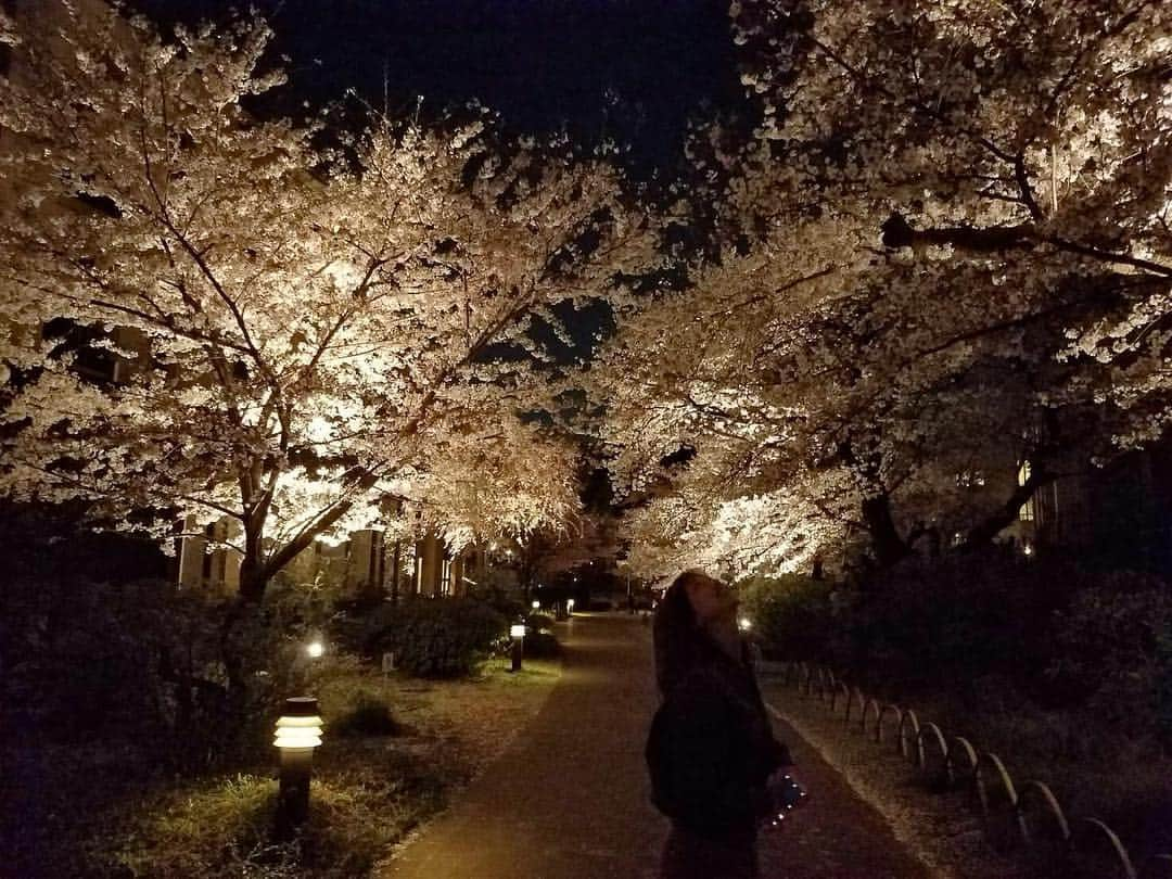 本橋優華さんのインスタグラム写真 - (本橋優華Instagram)「夜桜見、満開。 都心もいいけど、近所で静かにお花見もいいよ🌸 きれいだし、たのしいし！ #ohanami#sakura#spring#flower#cherryblossom#beautiful#goodnight#tokyo#japan #お花見#夜桜#🌸」4月3日 1時20分 - uk_jp